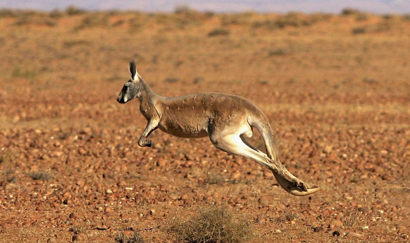 kangaroo hopping in outback