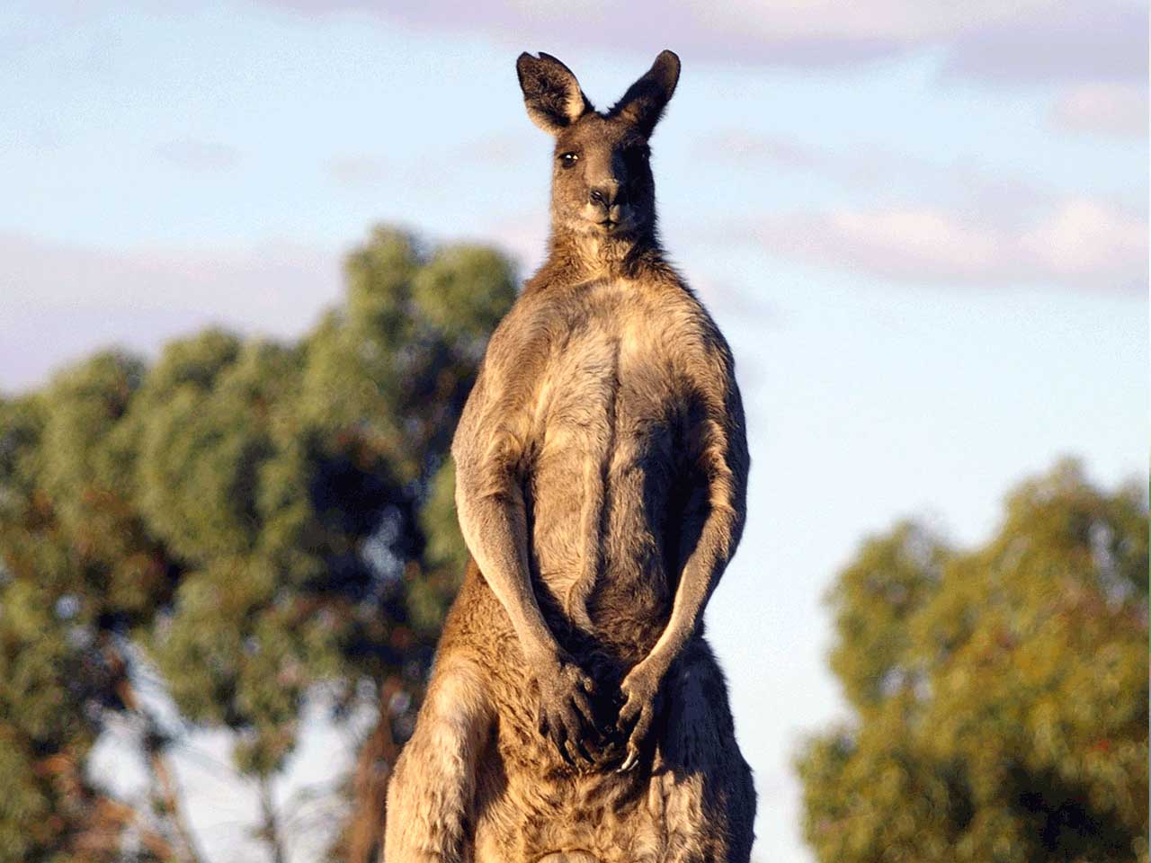 kangaroo standing upright