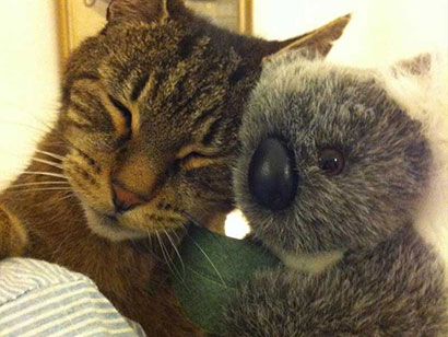 Jimmy koala with Bandit the cat