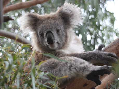 cute koala in tree