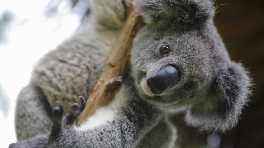 Jimmy the koala holding onto leg of carer